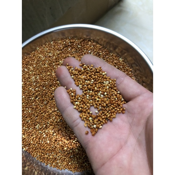 1KG HẠT KÊ BÓNG ĐỎ  CHO CHIM CẢNH, VẸT, YẾN PHỤNG