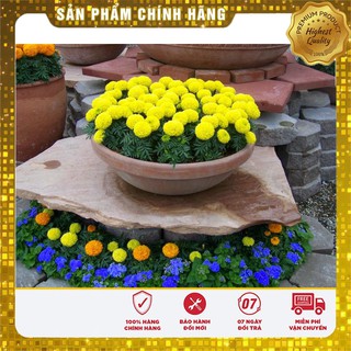 COMBO 02 gói hạt giống hoa cúc vạn thọ mỹ tặng kèm 1 phân bón
