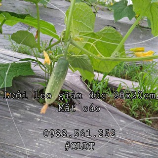 Lưới leo giàn cao 1.5m, dài 120m  - giàn dưa chuột, cây leo giàn, giăng hoa, khổ qua, chanh leo, mướp - trồng rau đô thị