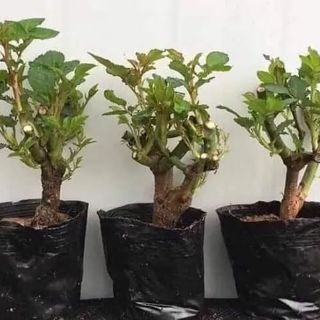 Hồng ngoai đu màu