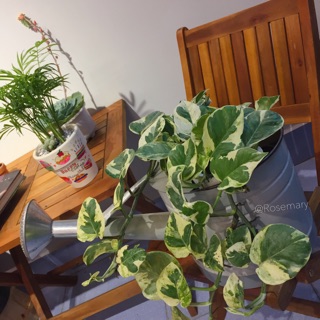 Trầu bà Sữa - Cẩm thạch