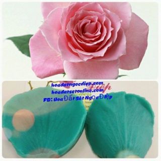 GÂN SILICON LÀM CÁNH HOA HỒNG, CÁT TƯỜNG