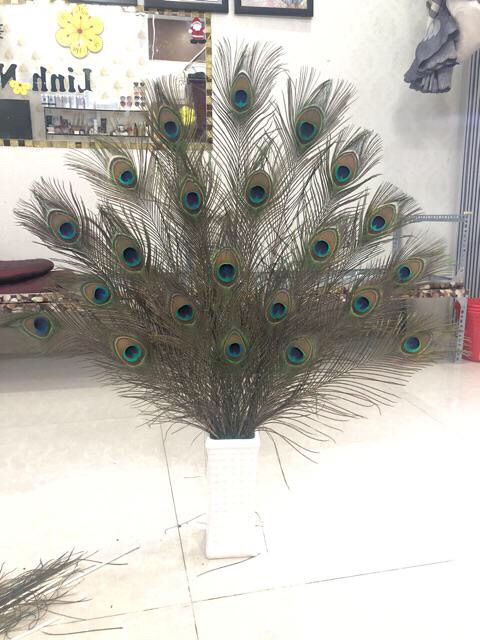 Sỉ 100 cành lông công 80cm GIÁ SỐC | BigBuy360 - bigbuy360.vn