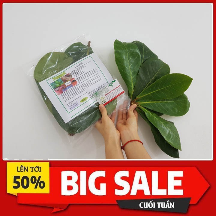 Lá Bàng Non 100g - Dạng Tươi Hàng Chất Lượng