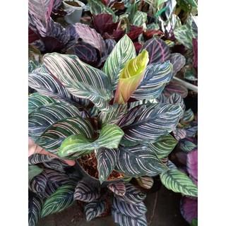 🌹🍒Cây Đuôi Công size nhỏ 🌹🍒