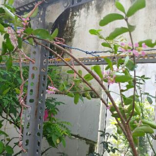 Cây sơ ri Thái ngọt combo 5 cây ( 8 tháng cho  trái)