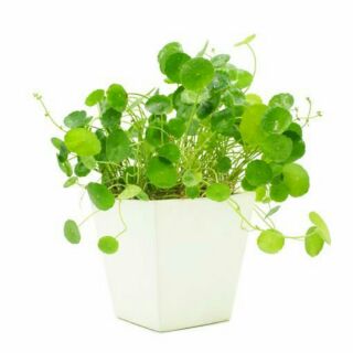 Chậu Cây cỏ đồng tiền