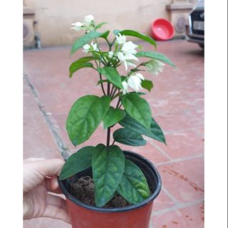 Cây hoa ngọc nữ mi ni ( ảnh cũ giờ cây hết hoa )