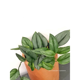 Trầu Bà | Scindapsus Moonlight Silver