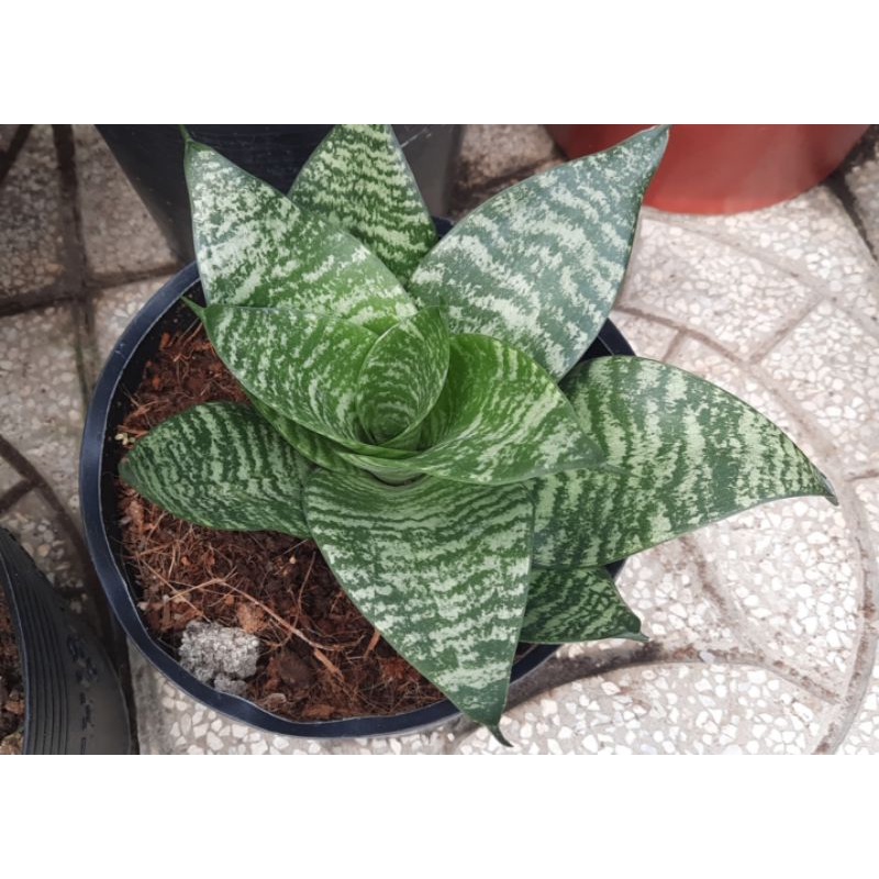 Lưỡi Trầu Bà Thanh Xuân