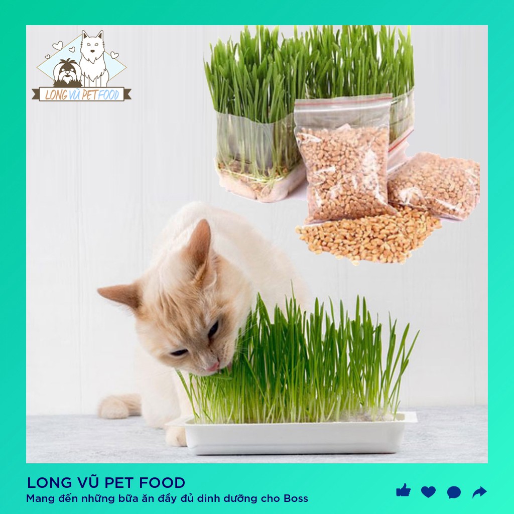 Hạt giống cỏ mèo gói 10g catnip, lúa mạch hỗ trợ tiêu búi lông - Long Vũ Pet Food