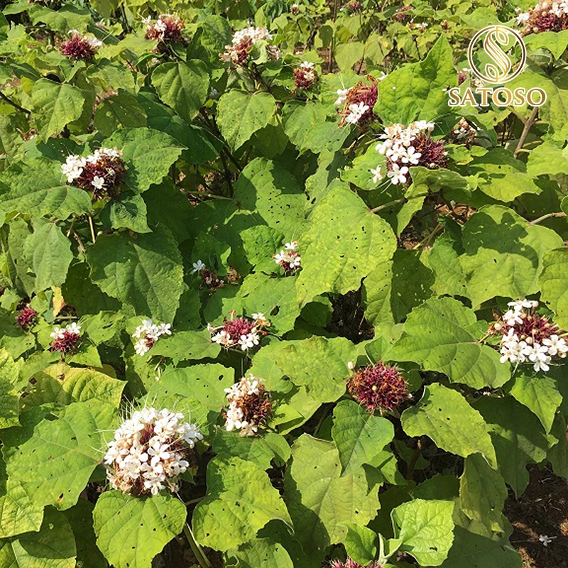 Bạch đồng nữ SATOSO 1kg tác dụng điều kinh, hỗ trợ bệnh khí hư hoặc bạch đới SA37