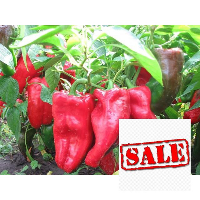 Gói 30 hạt giống ớt ngọt trái dài nhiều màu SALE