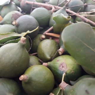 macca Việt
