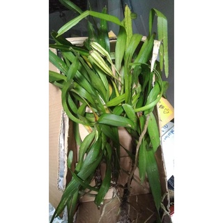 Lan rừng Mỹ dung dạ hương