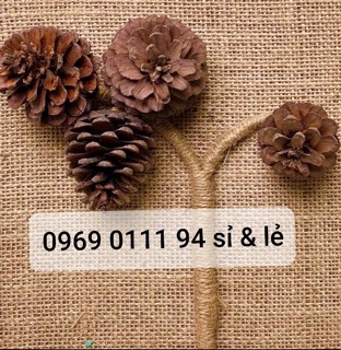 Set 100 quả thông khô