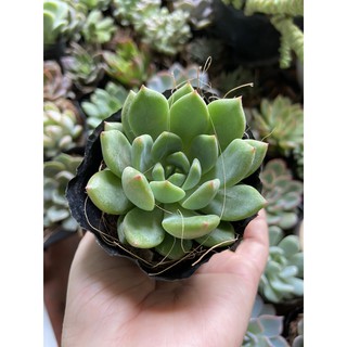 Sen đá bầu ( shop giao ngẫu nhiên mẫu nhé ạ )