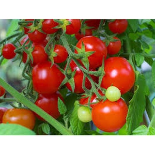 Hạt giống Cà Chua Bi, đóng gói 0.1gr , hạt cà chua, hạt giống rau,hạt giống chất lượng, shop hạt giống