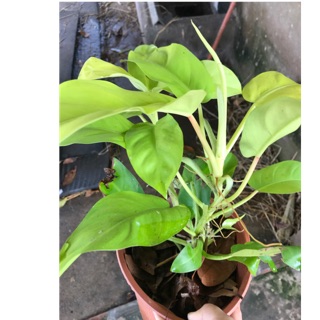 Trầu bà leo cột lá vàng