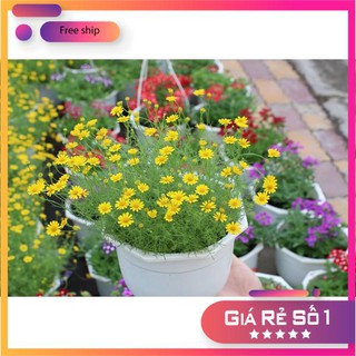 100 Hạt giống Cúc Sao Băng