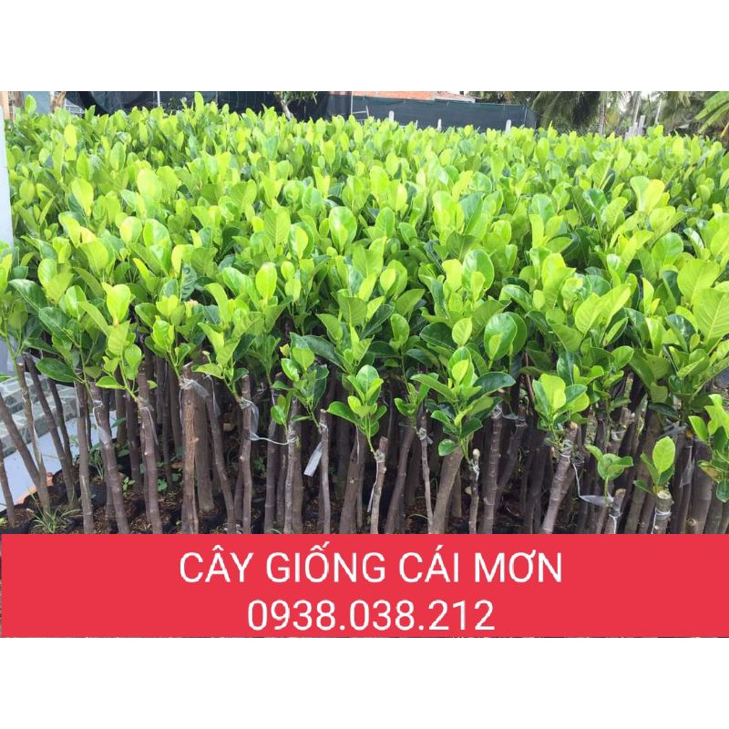 CÂY GIỐNG MÍT RUỘT ĐỎ SƠ VÀNG INDONESIA LÁ BẦU