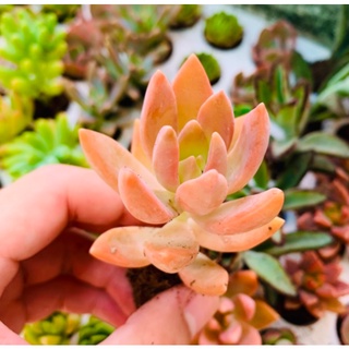 Sen đá đỏ - đà lạt - lỗi 1 đổi 1