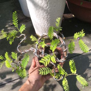 Cây me Thái Bonsai