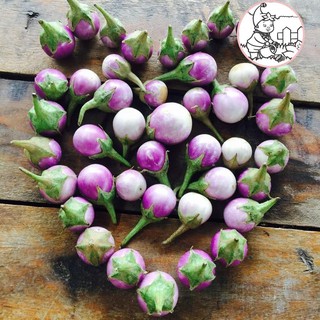 HẠT CÀ PHÁO TÍM F1 - GÓI 1 GRAM