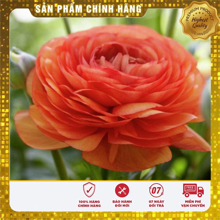 Củ giống hoa mao lương hồng (1 củ)