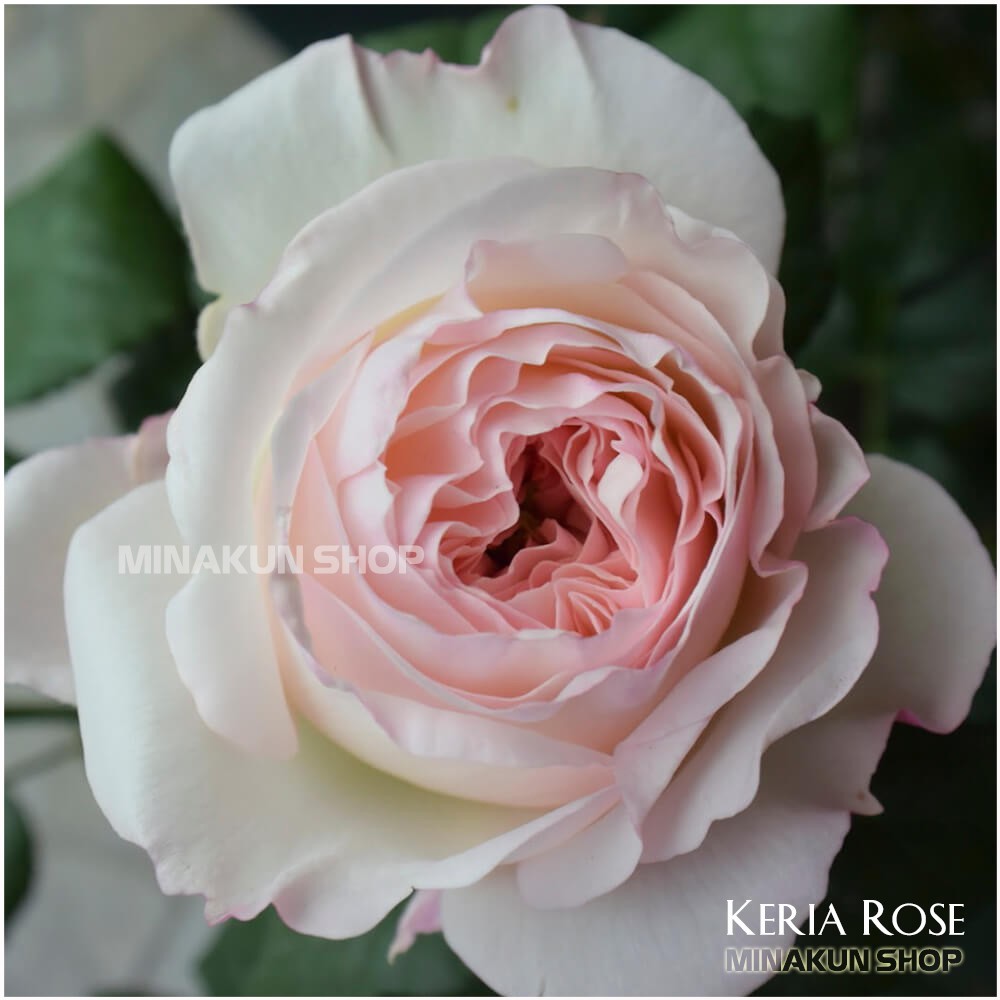 Hoa hồng ngoại Keria Rose ( hồng cưới ) đẹp lung linh - MinaKun Shop