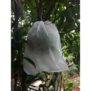 100c Túi bọc trái cây