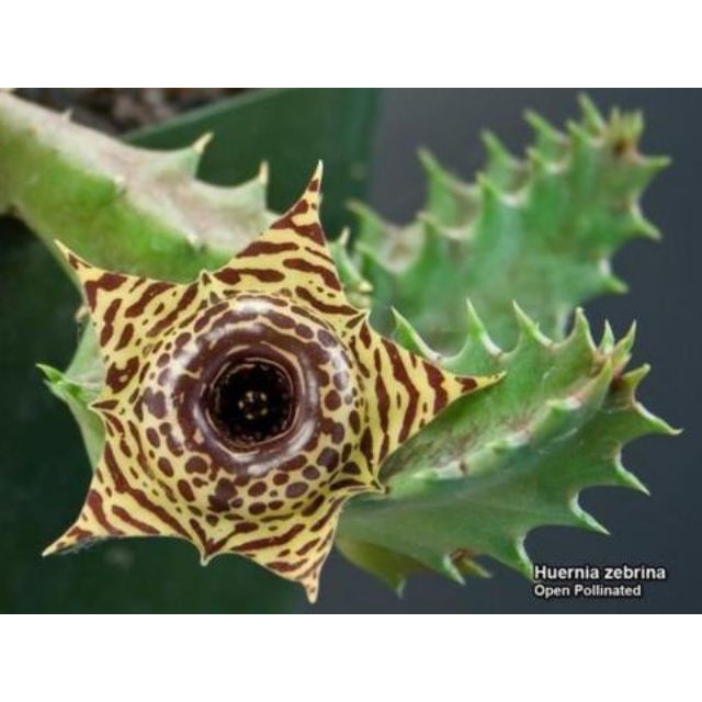 Xương rồng sao biển Huernia zebrina - Size: Nhánh 3-5 chồi dài 4-7cm