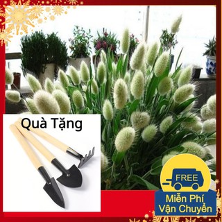 Hạt Giống Cỏ Đuôi Thỏ Tặng Bộ Dụng Cụ Mini Trồng Cây Tặng Bộ Dụng Cụ Mini Trồng Cây