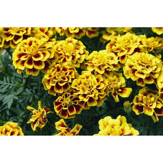 Hạt giống hoa Cúc vạn thọ pháp