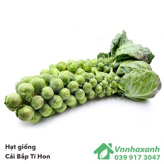 Hạt giống cải Bắp Tí Hon Long Island