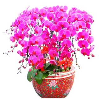 Hạt giống lan Hồ điệp 20h