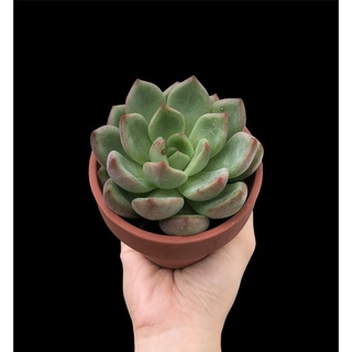 SEN ĐÁ PHA LÊ CHẬU THUẦN 8cm
