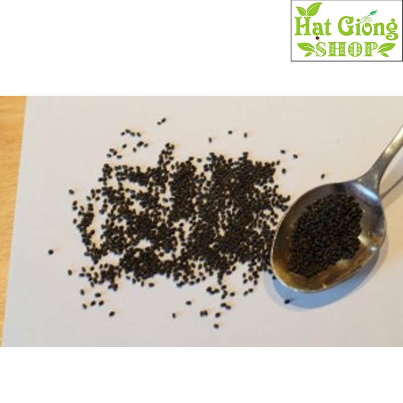 Hạt giống rau húng quế-Rau húng chó