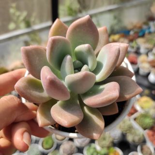 Sen đá sỏi hồng lá dài sz trung