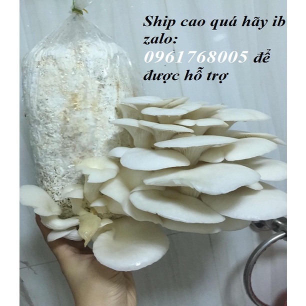 Combo 9 Phôi Nấm Sò Cao Sản Giá Tại Trại - Trồng đủ 3-4 người ăn thoải mái