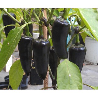 Hạt giống ớt đen dễ trồng