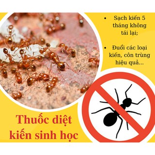 Thuốc diệt kiến sinh học nửa năm không tái lại