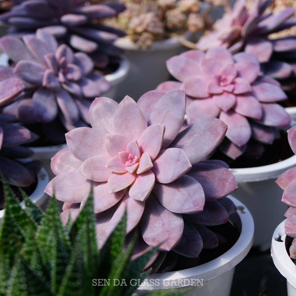 Sen Đá Dĩa Hồng Chậu lớn 15cm, Khỏe, Dễ trồng, Hàng  Đà Lạt, Lỗi 1 đổi 1