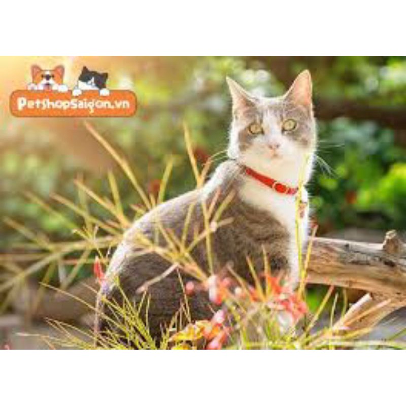 ( Siêu Rẻ)Dây đeo cổ Mèo có chuông phong cách Nhật- xích cổ có chuông giá rẻ