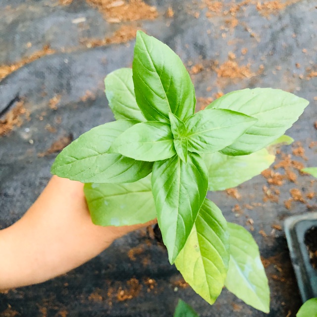 Cây húng quế tây (cây basil) làm gia vị. 8*8cm