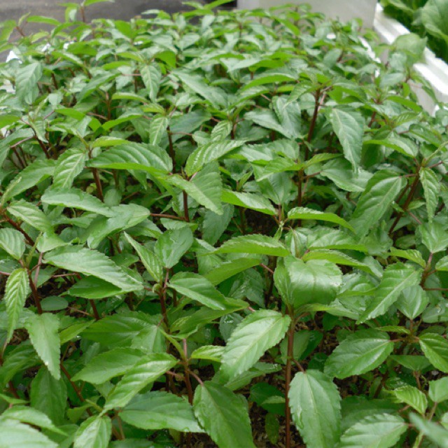 HẠT GIỐNG RAU ĐAY ĐỎ 10GRAM