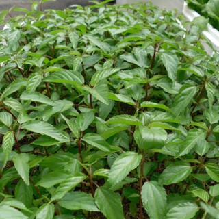 Hạt giống rau đay đỏ 10gram
