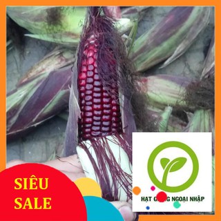 gói 30 hạt giống ngô tím HAT F1