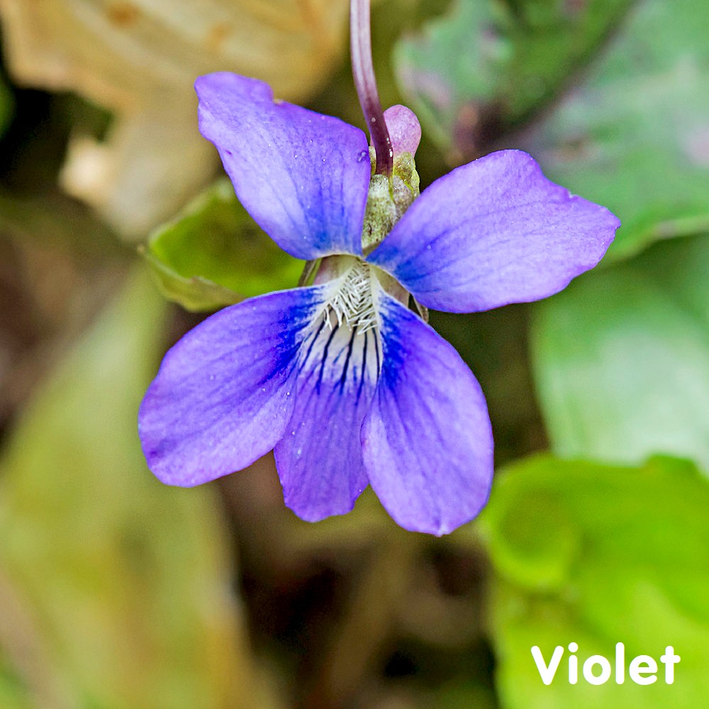 Tinh dầu hoa tím Violet Leaf Essential Oil