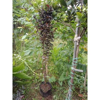 tường vi huyết long
